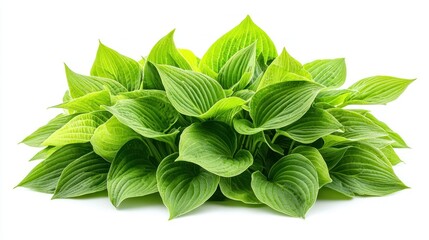 Fresh green hosta leaves isolated on white background