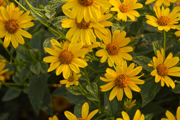 Yellow Flowers in a Garden