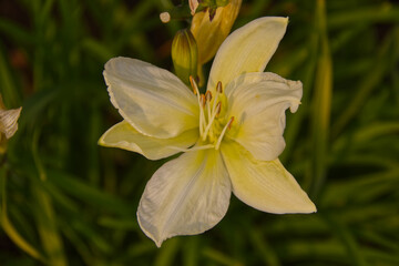 White Lily in a Garden