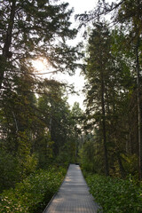 A Walkway in a Forest