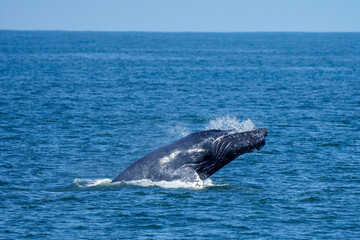 Fototapeta premium Humpback whale jumping 