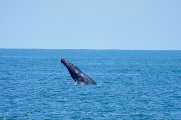Fototapeta premium Humpback whale jumping out of water 5