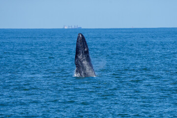 Naklejka premium Humpback whale jumping out of water 4