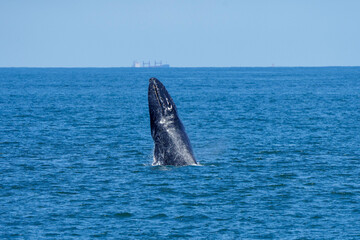 Fototapeta premium Humpback whale jumping out of water 3