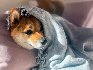 Pensive Shiba Inu with a sorrowful expression, head nestled under a blanket. The mood is reflective and contemplative. High quality close-up photo. copy space available.
