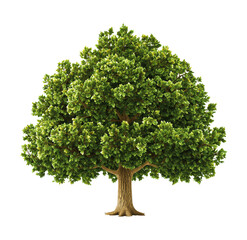 Minimalist Tree with Green Leaves and Brown Trunk on White Background