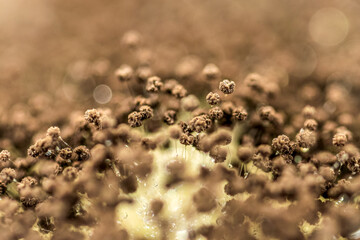 Backgrounds of Bacteria and Mold under the microscope in Lab.