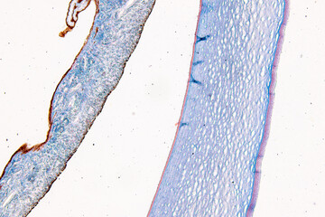 Pathology and Histology Tissue of Cat, Dog and rabbit under microscope.