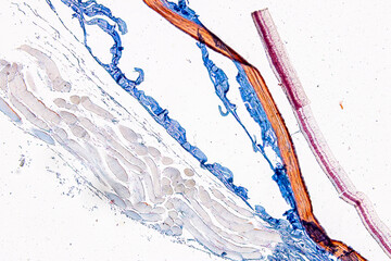 Pathology and Histology Tissue of Cat, Dog and rabbit under microscope.