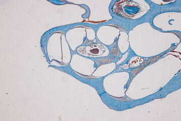 Pathology and Histology Tissue of Cat, Dog and rabbit under microscope.