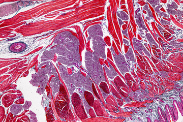 Pathology and Histology Tissue of Cat, Dog and rabbit under microscope.