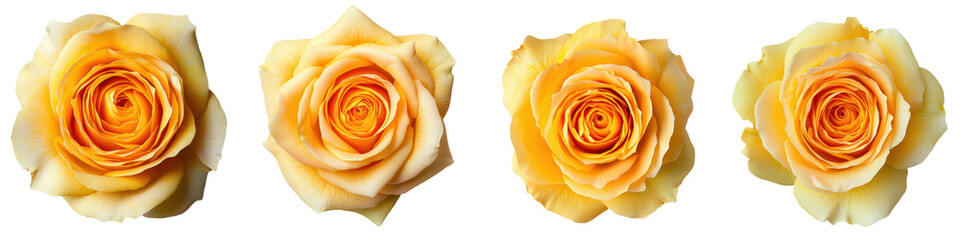 Vibrant and Fragrant Yellow Rose in Full Bloom Closeup   Delicate Floral Beauty and Nature Inspired Design Background