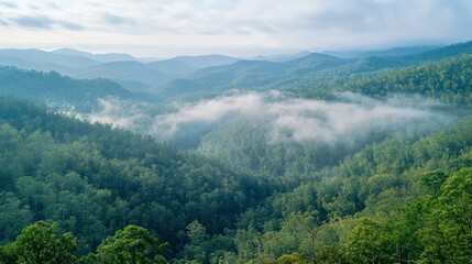 Fototapeta premium Misty mountain landscape, sunrise, forest valley, scenic view, nature background