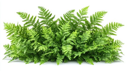 Fototapeta premium Lush green fern bush isolated on white for compositions
