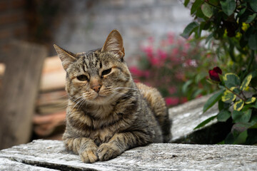 Gato domestico descansando sobre tablas de madera con fondo desenfocado