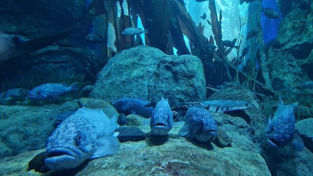 Group of gobies rest peacefully on sandy bottom in an aquarium Fish remain motionless creating calm underwater scene Fish habitat demonstrates behavior of bottom-dwelling species in an environment