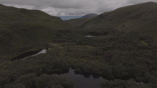 Aerial video of Espeletia Frailejones plants in a field with hills in the background. Ecuador