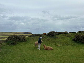Fototapeta premium Llamas in Ireland