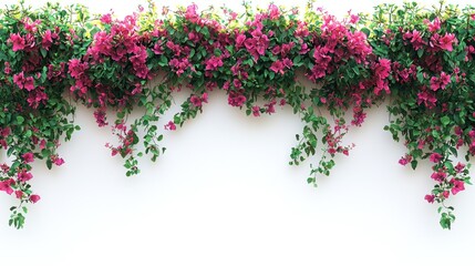 Fototapeta premium Pink bougainvillea vines hanging on white wall, blank space for text