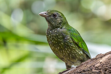 Close up of an Australian Green Catbird