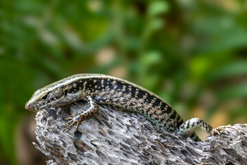 Australian Eastern Water Skink basking on log