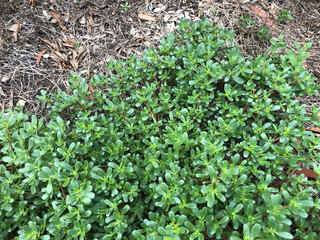 Purslane plant growing in garden