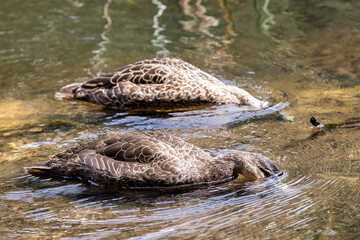Australian Pacific Black Ducks feeding