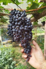 Red ripe grapes in the garden 