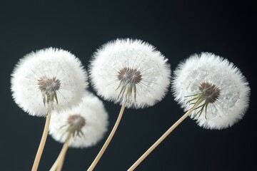Close-up of Dandelion Puffballs with Stem Isolated on Black Background