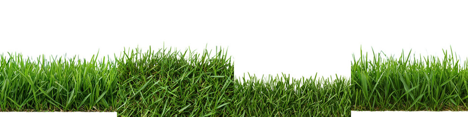 Fototapeta premium Fresh green grass field in natural outdoor environment background with lush vegetation and forestry