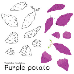 Purple Sweet Potato doodle vegetable hand drawn outline and colors for kid, Package, labels Design element. Vector illustration