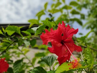 red hibiscus on a tree branch against a background of green leaves