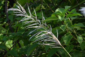 Saccharum spontaneum flower. Its other names wild sugarcane and Kans grass. Its grass native to the Indian Subcontinent. It is a perennial grass,growing up to three meters in height.