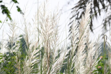 Saccharum spontaneum flower. Its other names wild sugarcane and Kans grass. Its grass native to the Indian Subcontinent. It is a perennial grass,growing up to three meters in height.