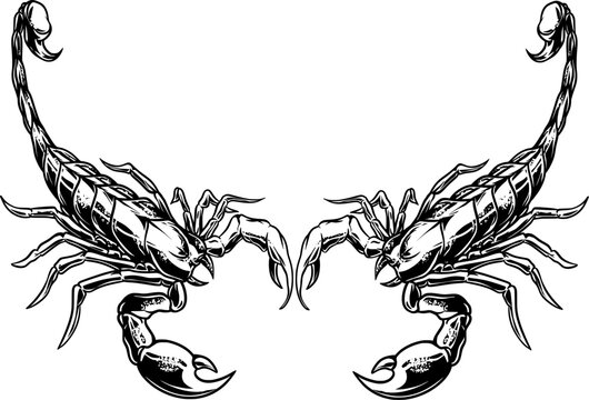 A striking vector illustration of two scorpions facing each other, symbolizing rivalry, balance, and strength. Perfect for tattoos, logos, and graphic designs. Clean, sharp, and highly detailed.