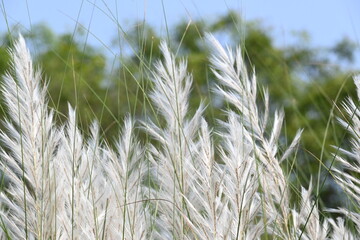 Saccharum spontaneum flower. Its other names wild sugarcane and Kans grass. Its grass native to the Indian Subcontinent. It is a perennial grass,growing up to three meters in height.