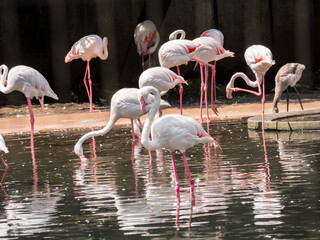 flamingos in the water
