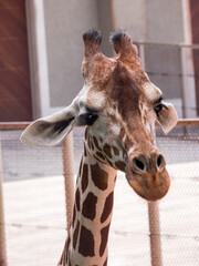 portrait of a giraffe