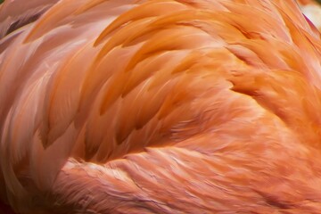 Fototapeta premium Close-up view of vibrant feathers on a flamingo showing intricate patterns and textures in a natural setting