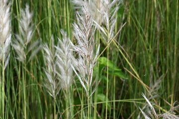 Saccharum spontaneum flower. Its other names wild sugarcane and Kans grass. Its grass native to the Indian Subcontinent. It is a perennial grass,growing up to three meters in height.