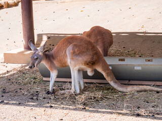 kangaroo in the zoo