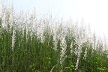 Saccharum spontaneum flower. Its other names wild sugarcane and Kans grass. Its grass native to the Indian Subcontinent. It is a perennial grass,growing up to three meters in height.