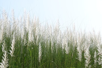 Saccharum spontaneum flower. Its other names wild sugarcane and Kans grass. Its grass native to the Indian Subcontinent. It is a perennial grass,growing up to three meters in height.