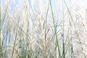 Saccharum spontaneum flower. Its other names wild sugarcane and Kans grass. Its grass native to the Indian Subcontinent. It is a perennial grass,growing up to three meters in height.