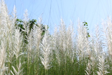 Saccharum spontaneum flower. Its other names wild sugarcane and Kans grass. Its grass native to the Indian Subcontinent. It is a perennial grass,growing up to three meters in height.
