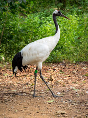 grey crowned crane in the zoo