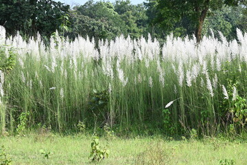 Saccharum spontaneum flower. Its other names wild sugarcane and Kans grass. Its grass native to the Indian Subcontinent. It is a perennial grass,growing up to three meters in height.