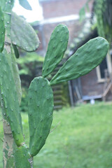 cactus in the garden
