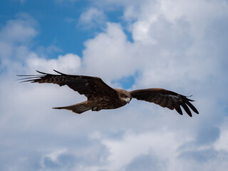 eagle in flight