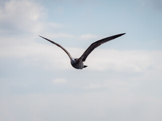 seagull in flight